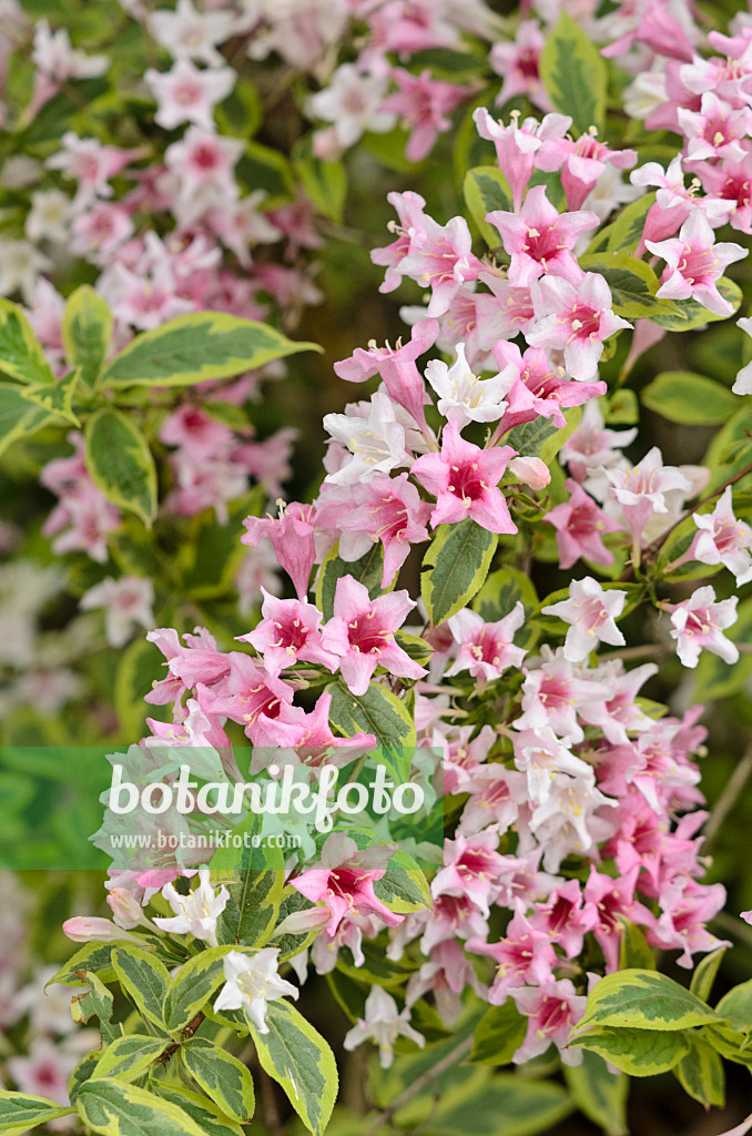 545019 - Liebliche Weigelie (Weigela florida 'Variegata')