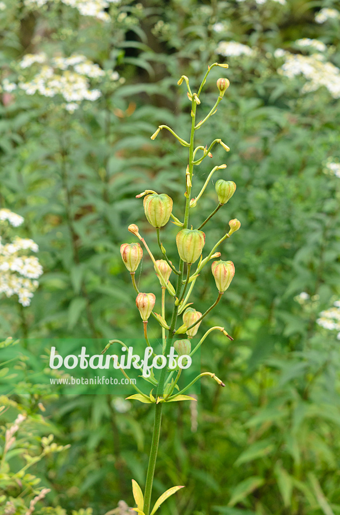 535086 - Lilie (Lilium Mrs. R.O. Backhouse)