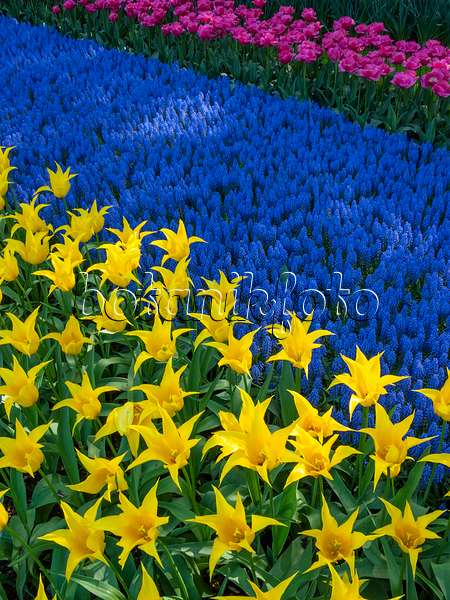 401018 - Lilienblütige Tulpe (Tulipa West Point), Traubenhyazinthe (Muscari) und Triumph-Tulpe (Tulipa Carola)