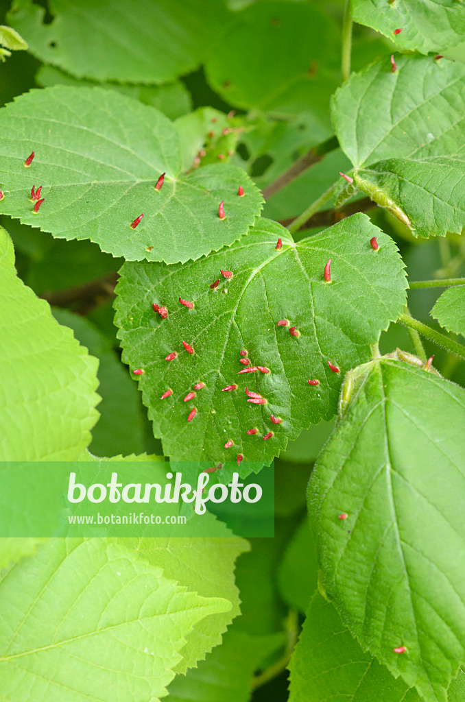 544083 - Linde (Tilia) und Lindengallmilbe (Eriophyes tiliae)