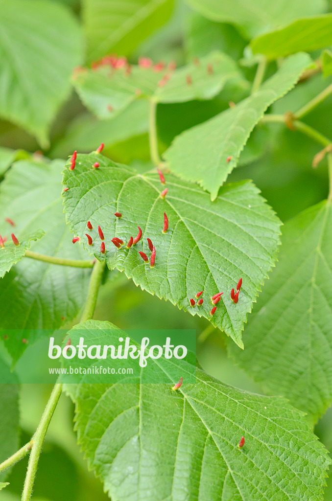 544084 - Linde (Tilia) und Lindengallmilbe (Eriophyes tiliae)