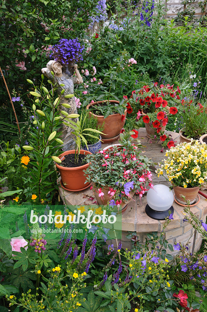 473241 - Lobelien (Lobelia), Fuchsien (Fuchsia), Elfenspiegel (Nemesia) und Petunien (Petunia) in einem Hofgarten