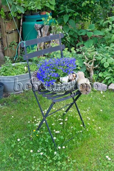 557049 - Lobelien (Lobelia) in einer Blumenschale auf einem Gartenstuhl