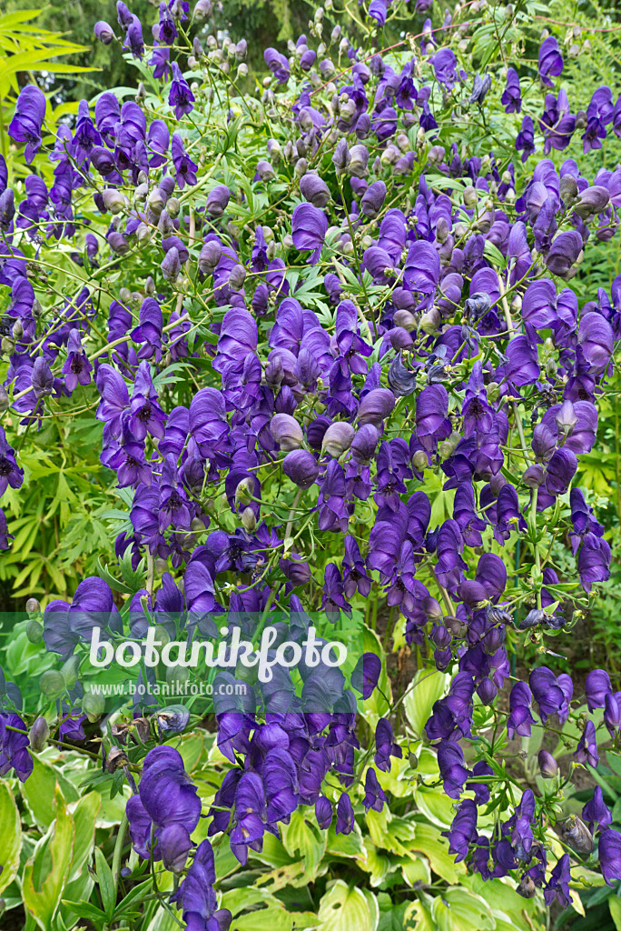 609001 - Lockerer Eisenhut (Aconitum henryi 'Spark')