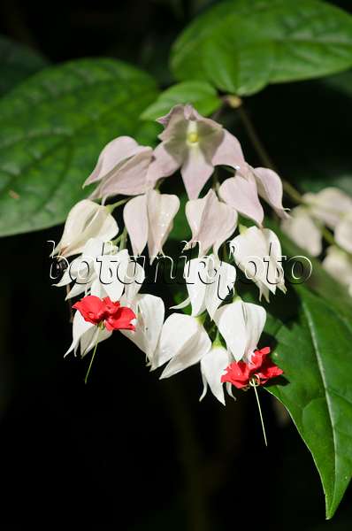 535058 - Losbaum (Clerodendrum thomsoniae syn. Clerodendron thomsoniae)