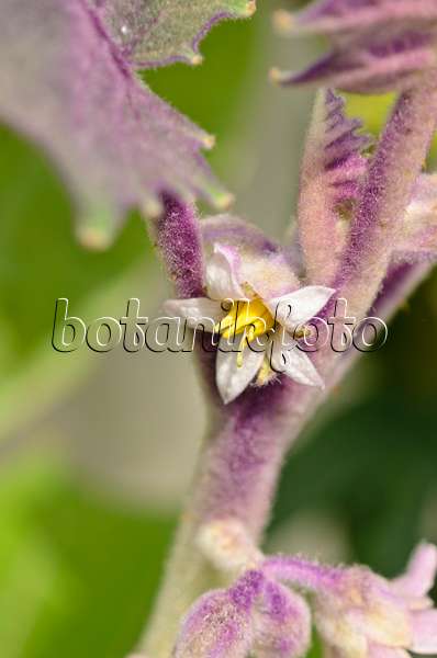 556019 - Lulo (Solanum quitoense)