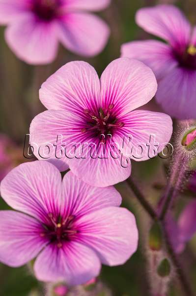 518109 - Madeira-Storchschnabel (Geranium maderense)