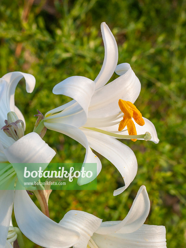 403013 - Madonnenlilie (Lilium candidum)