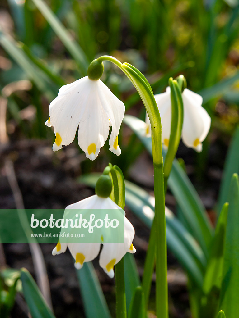 457016 - Märzenbecher (Leucojum vernum)