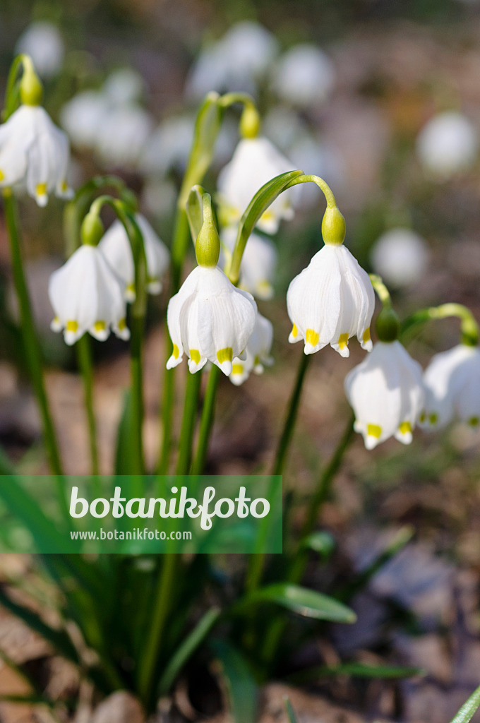 482045 - Märzenbecher (Leucojum vernum)