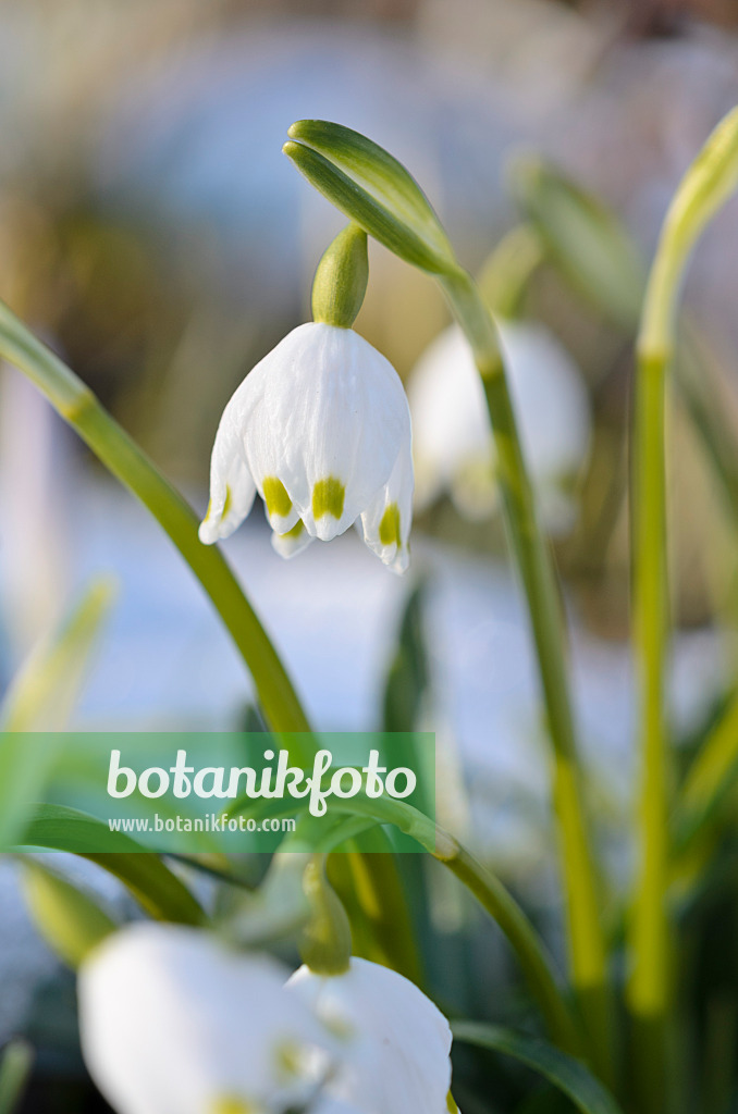 518121 - Märzenbecher (Leucojum vernum)