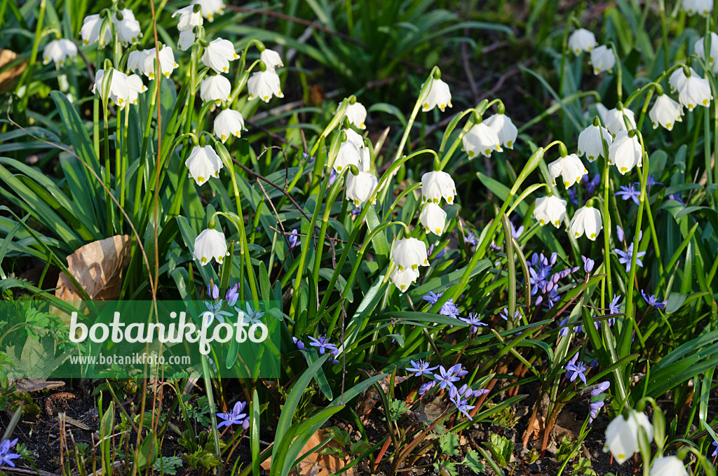 470037 - Märzenbecher (Leucojum vernum) und Zweiblättriger Blaustern (Scilla bifolia)