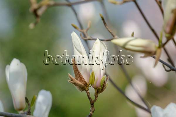 558149 - Magnolie (Magnolia cylindrica)