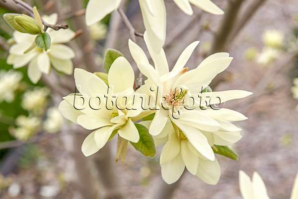 625255 - Magnolie (Magnolia Gold Star)