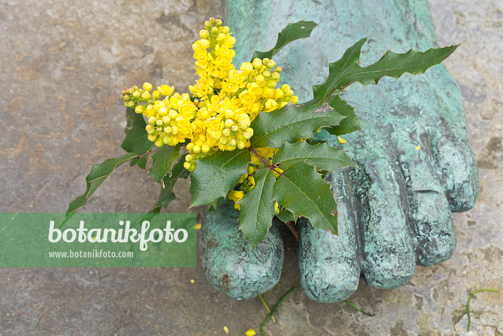 610003 - Mahonie (Mahonia) mit Fuß einer Skulptur