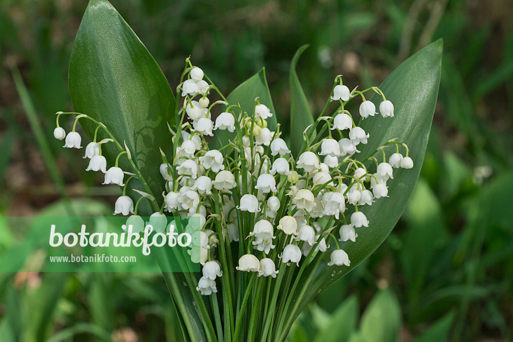 556150 - Maiglöckchen (Convallaria majalis)