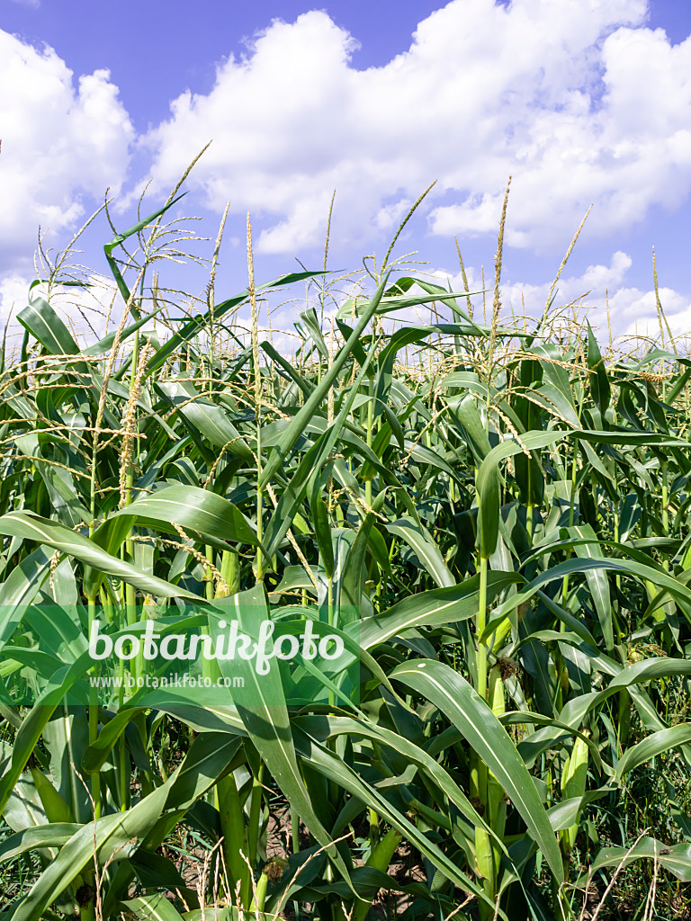 487195 - Mais (Zea mays)