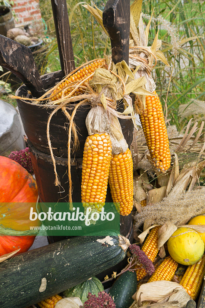 536216 - Mais (Zea mays) und Kürbisse (Cucurbita)