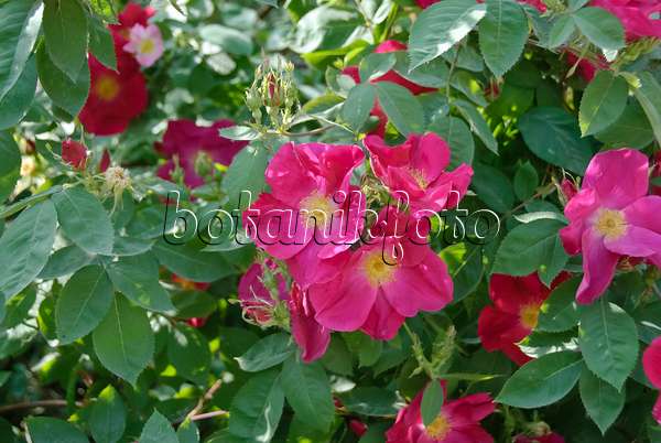 490169 - Mandarinrose (Rosa moyesii)