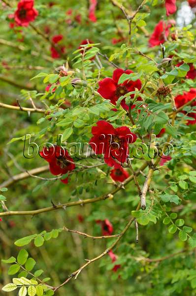 496373 - Mandarinrose (Rosa moyesii)