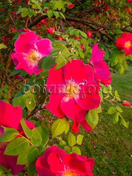 401271 - Mandarinrose (Rosa moyesii 'Eddie's Crimson')