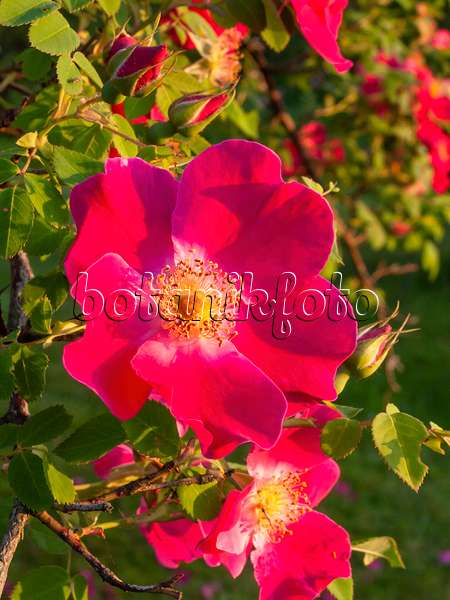 401278 - Mandarinrose (Rosa moyesii 'Eddie's Crimson')
