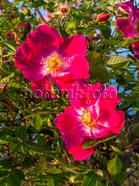 413044 - Mandarinrose (Rosa moyesii 'Eddie's Crimson')