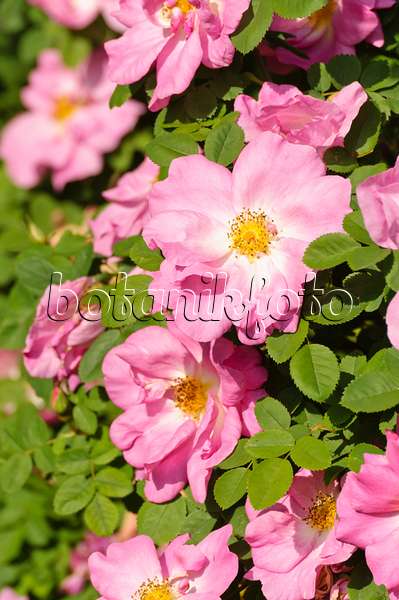 485020 - Mandarinrose (Rosa moyesii 'Marguerite Hilling')