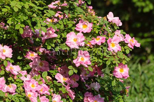 485021 - Mandarinrose (Rosa moyesii 'Marguerite Hilling')
