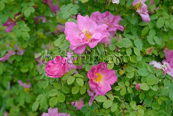 490168 - Mandarinrose (Rosa moyesii 'Marguerite Hilling')