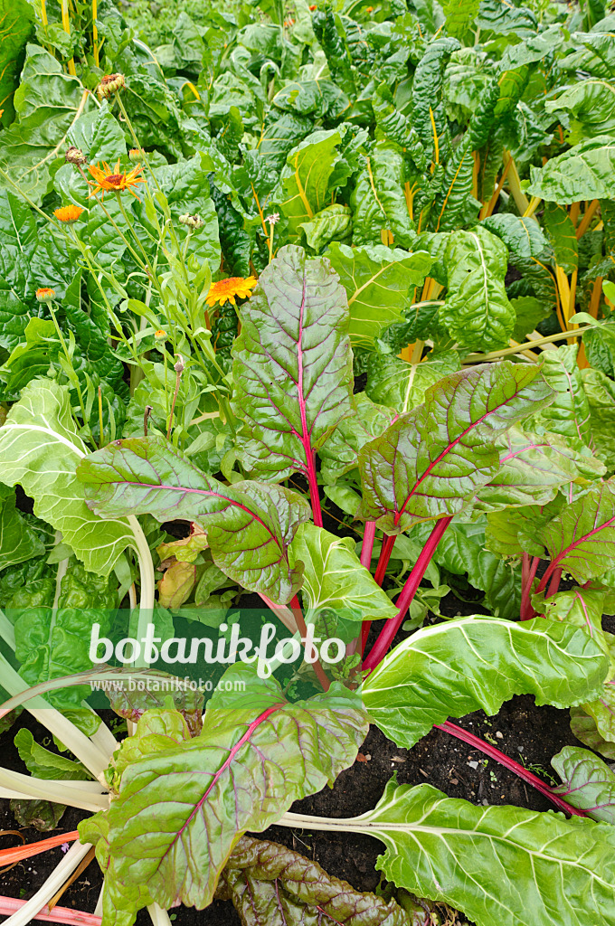 487247 - Mangold (Beta vulgaris var. cicla 'Rhubarb Chard') und Ringelblume (Calendula officinalis)