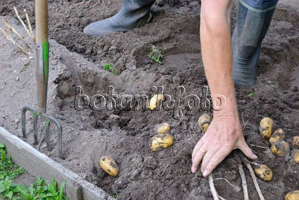 483023 - Mann beim Aufsammeln von Kartoffeln (Solanum tuberosum)