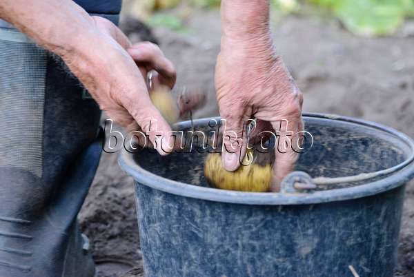483034 - Mann erntet Kartoffeln (Solanum tuberosum)