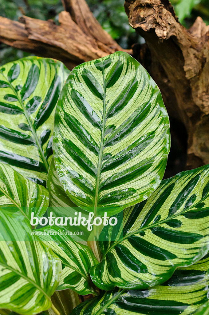 478099 - Marante (Calathea makoyana)