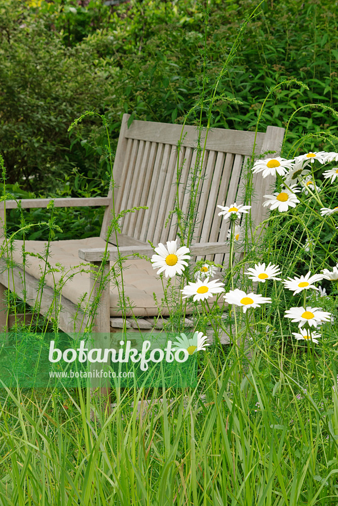 518034 - Margeriten (Leucanthemum) mit Gartenbank