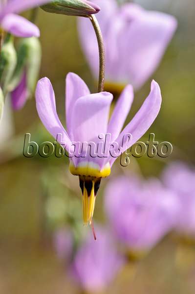 471280 - Meads Götterblume (Dodecatheon meadia)