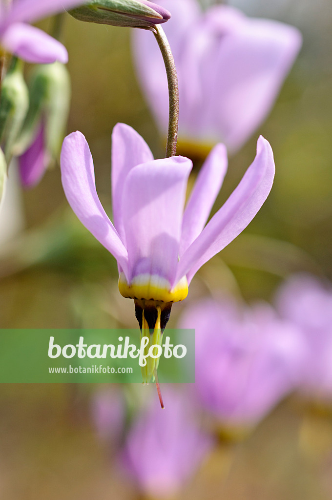 471280 - Meads Götterblume (Dodecatheon meadia)