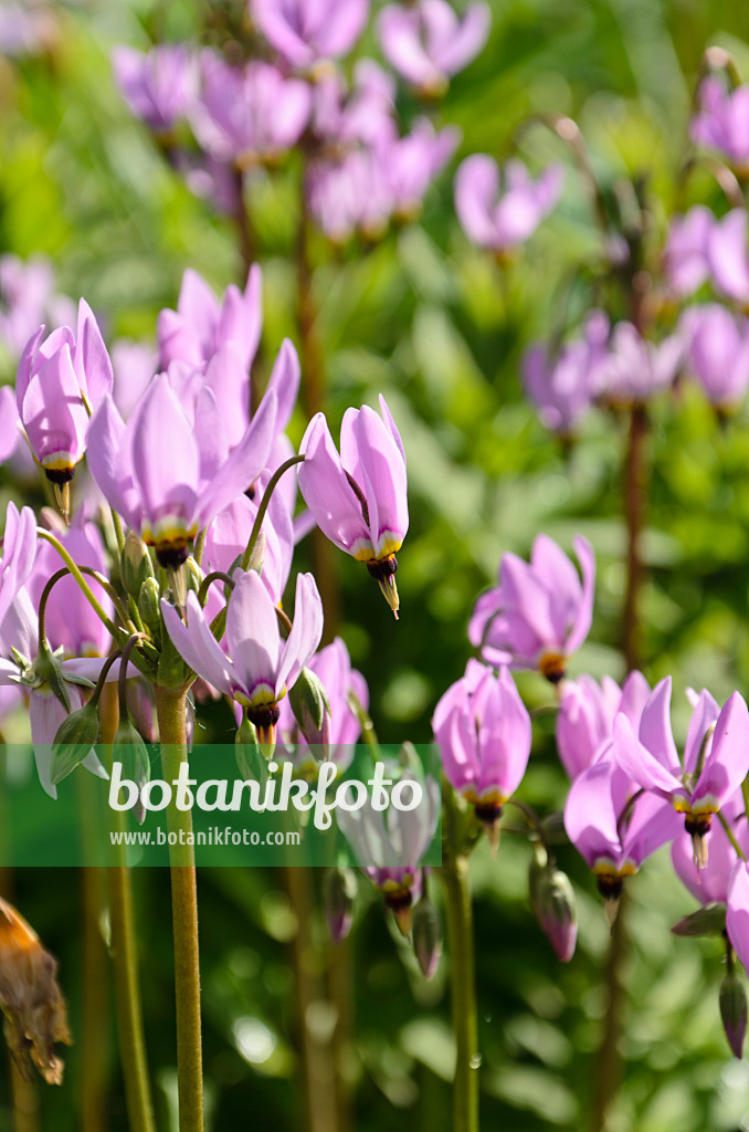 508092 - Meads Götterblume (Dodecatheon meadia)