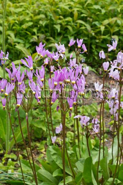 556135 - Meads Götterblume (Dodecatheon meadia)
