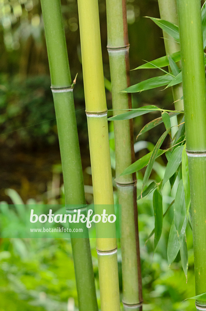 521511 - Meergrüner Flachrohrbambus (Phyllostachys viridiglaucescens)