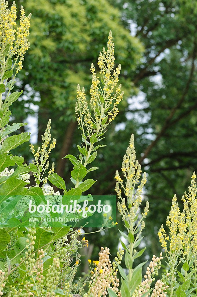 485081 - Mehlige Königskerze (Verbascum lychnitis)