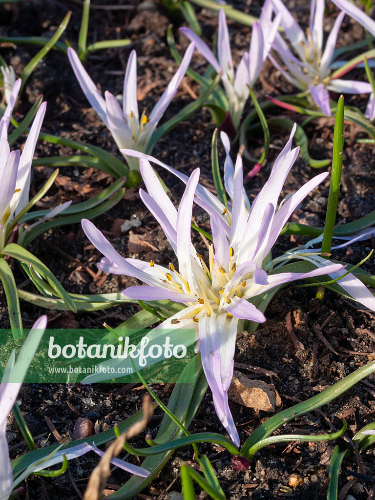 400030 - Merendera sobolifera syn. Colchicum soboliferum im Sonnenlicht