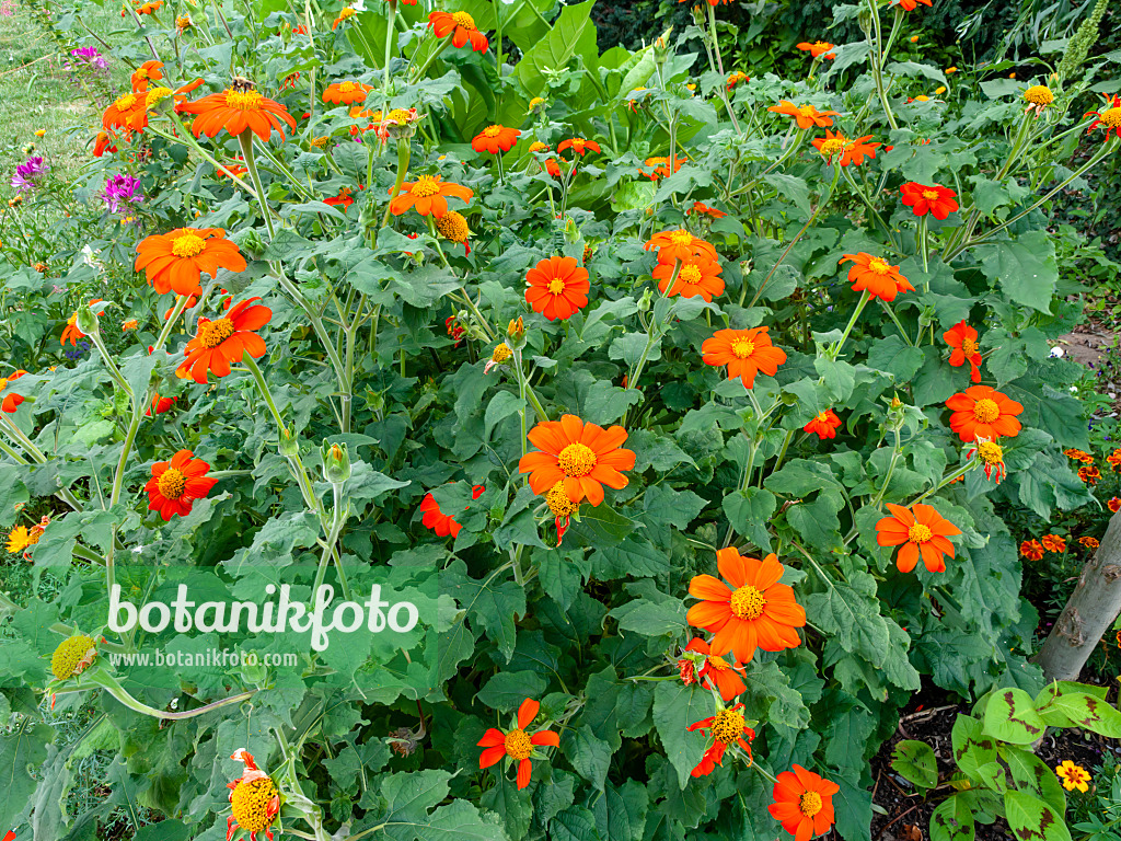 463041 - Mexikanische Sonnenblume (Tithonia rotundifolia)