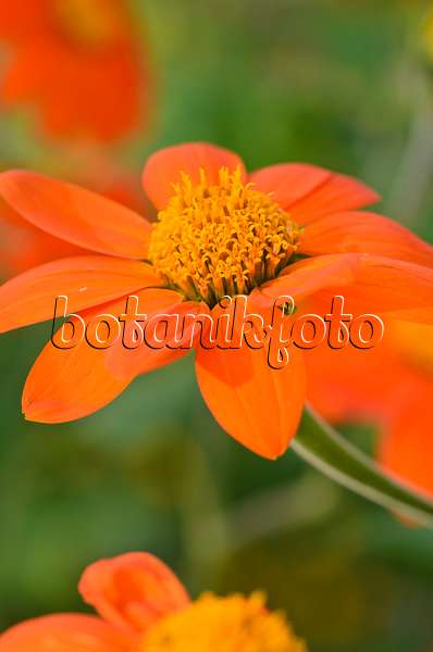 523189 - Mexikanische Sonnenblume (Tithonia rotundifolia)