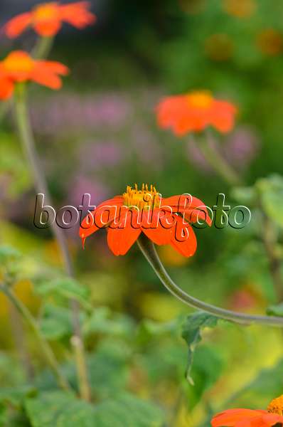 523190 - Mexikanische Sonnenblume (Tithonia rotundifolia)