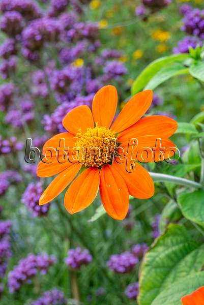 625015 - Mexikanische Sonnenblume (Tithonia rotundifolia)
