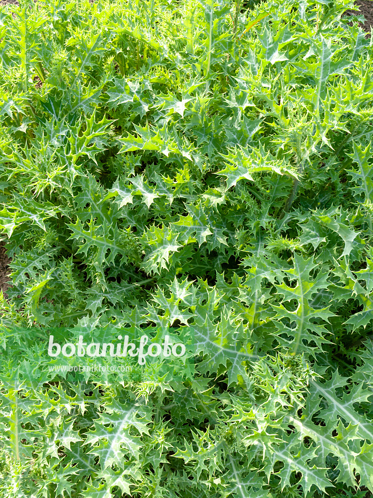 438276 - Mexikanischer Stachelmohn (Argemone mexicana)