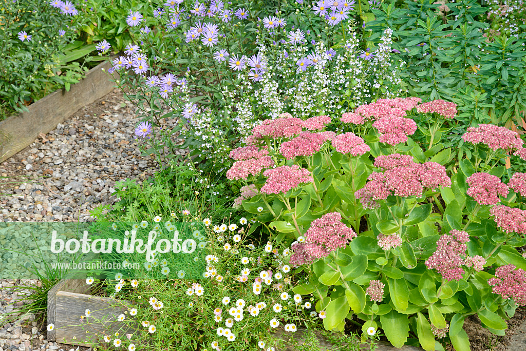 545062 - Mexikanisches Berufkraut (Erigeron karvinskianus), Bergaster (Aster amellus 'Rudolf Goethe'), Kleinblütige Bergminze (Calamintha nepeta) und Große Fetthenne (Sedum telephium 'Herbstfreude' syn. Hylotelephium telephium 'Herbstfreude')