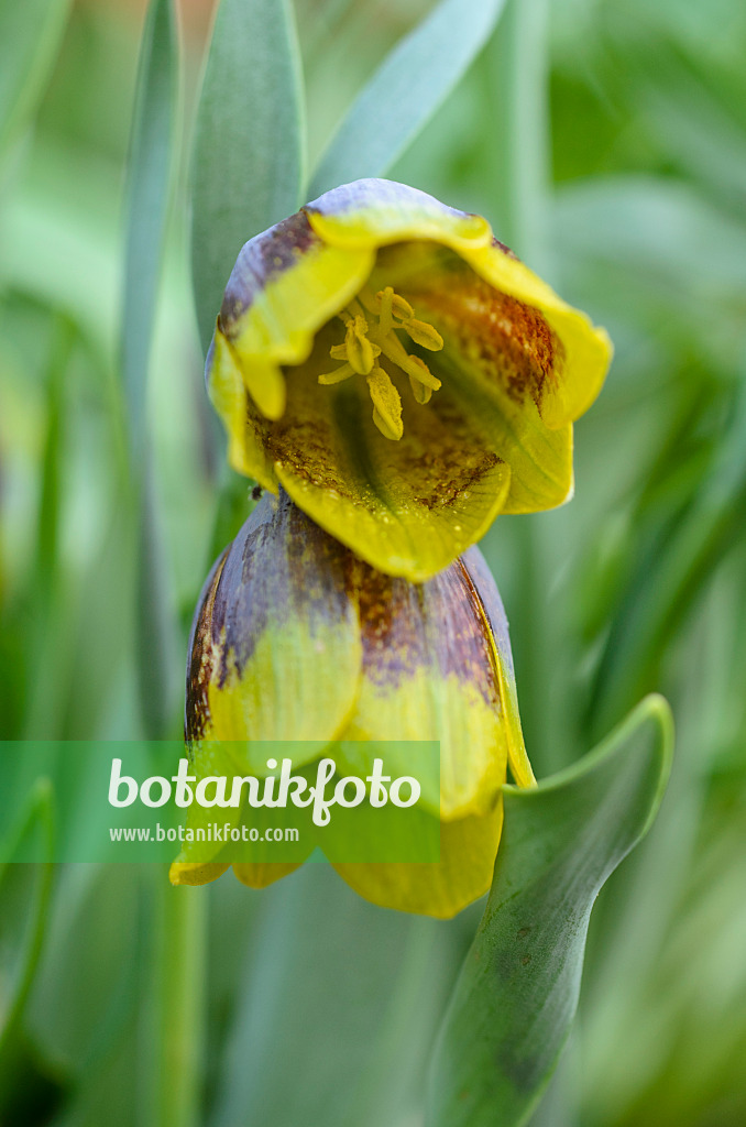 495155 - Michailovskyis Schachblume (Fritillaria michailovskyi)