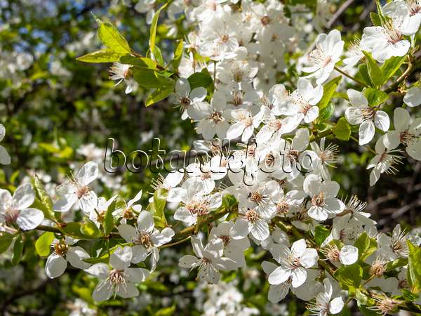 483334 - Mirabelle (Prunus domestica subsp. syriaca)